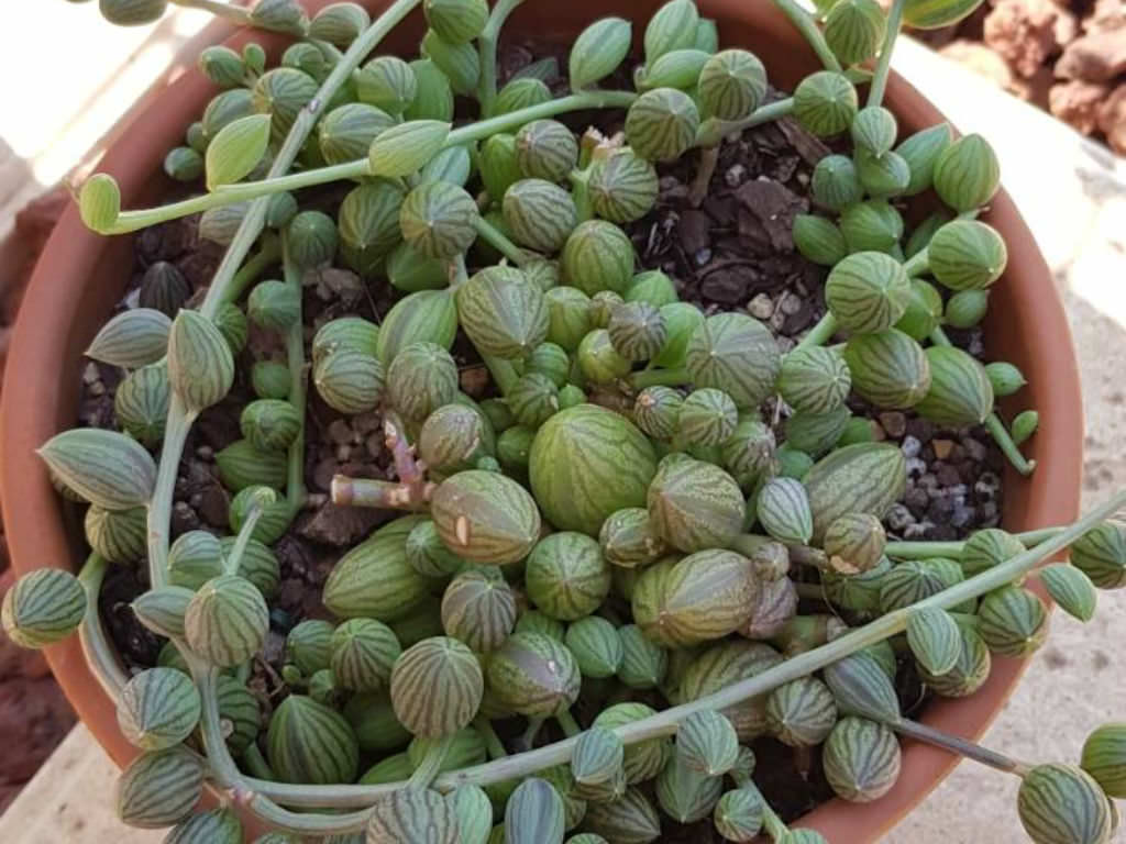 Curio herreanus (String of Watermelons) aka Senecio herreanus or Senecio herreianus