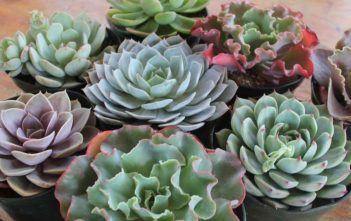 Propagation | World of Succulents