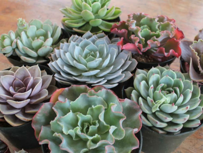 Echeveria