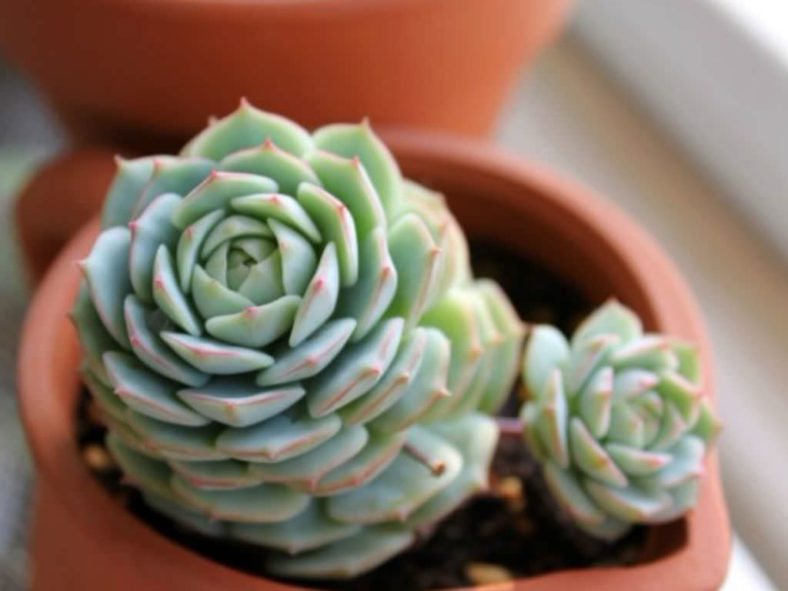 Echeveria 'Captain Hay'