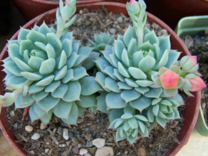 Echeveria 'Captain Hay'