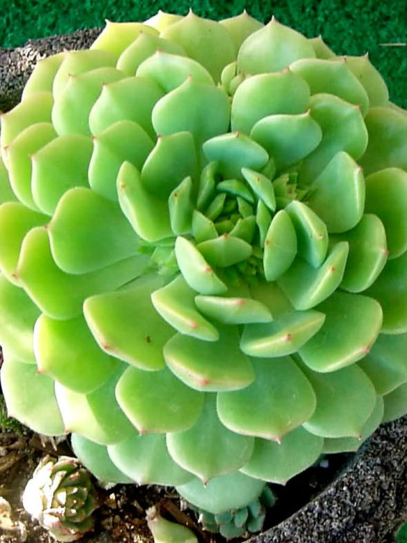 Echeveria 'Dondo'