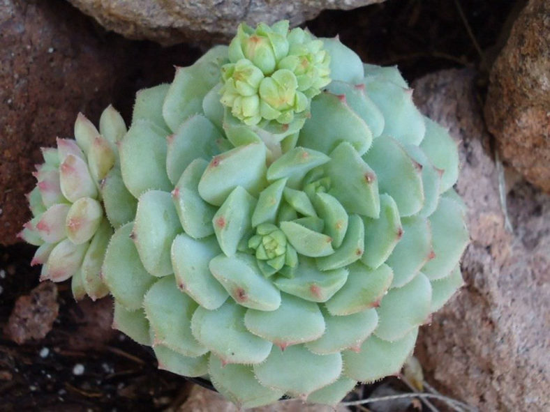 Echeveria 'Dondo'