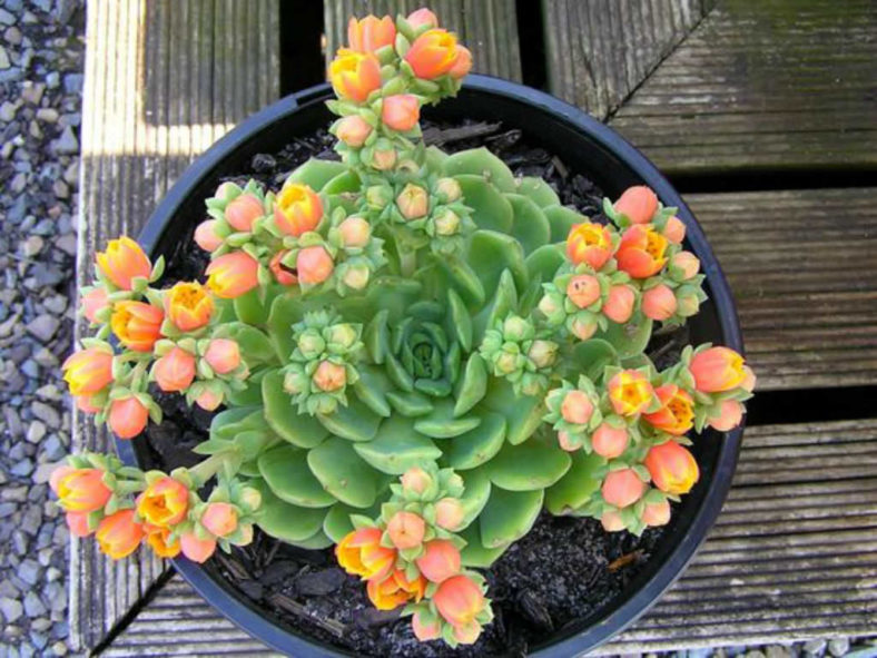 Echeveria 'Dondo'