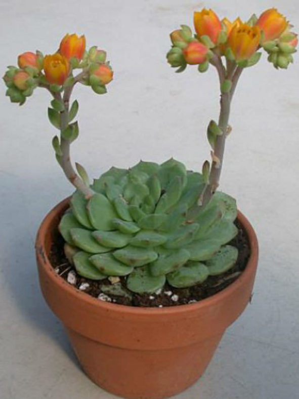 Echeveria 'Dondo'