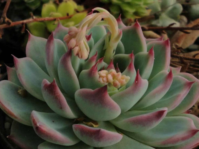 Echeveria colorata