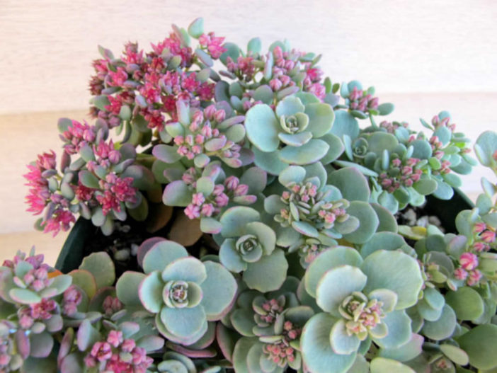 Hylotelephium cauticola (Cliff Stonecrop) aka Sedum cauticola