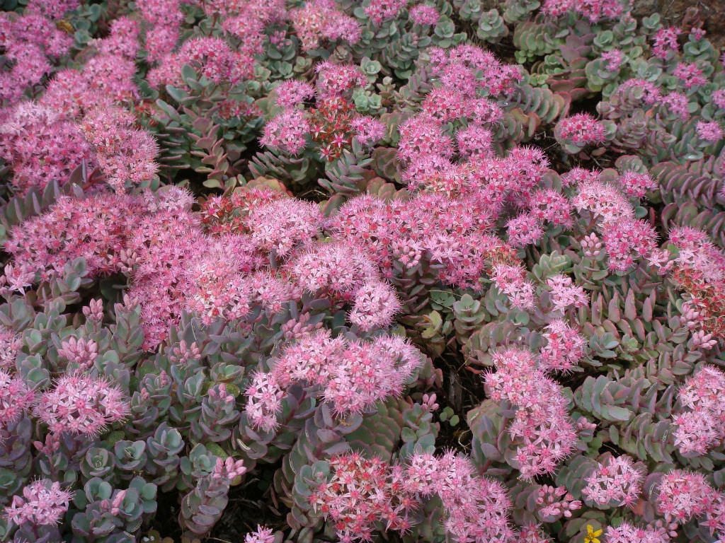 Hylotelephium cauticola (Cliff Stonecrop) aka Sedum cauticola