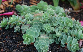 Hylotelephium ewersii (Pink Mongolian Stonecrop) Hylotelephium ewersii (Pink Mongolian Stonecrop) aka Sedum ewersii