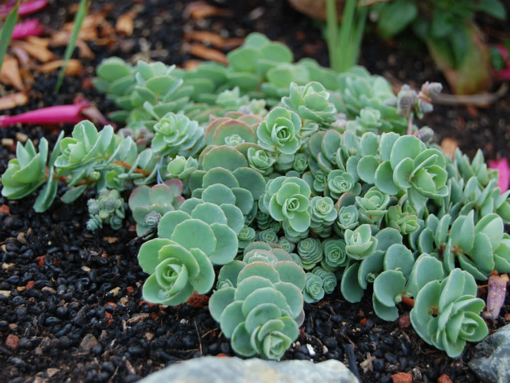 Hylotelephium ewersii (Pink Mongolian Stonecrop) aka Sedum ewersii