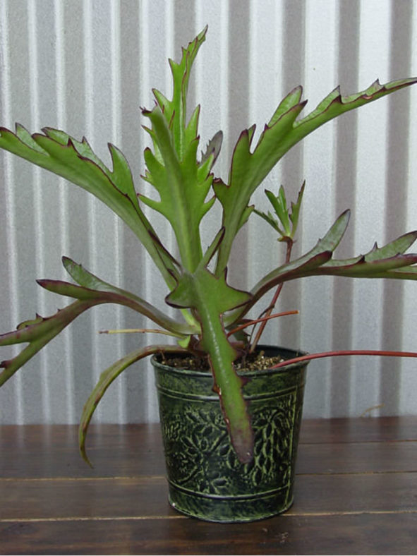 Kalanchoe 'Elk Antlers'