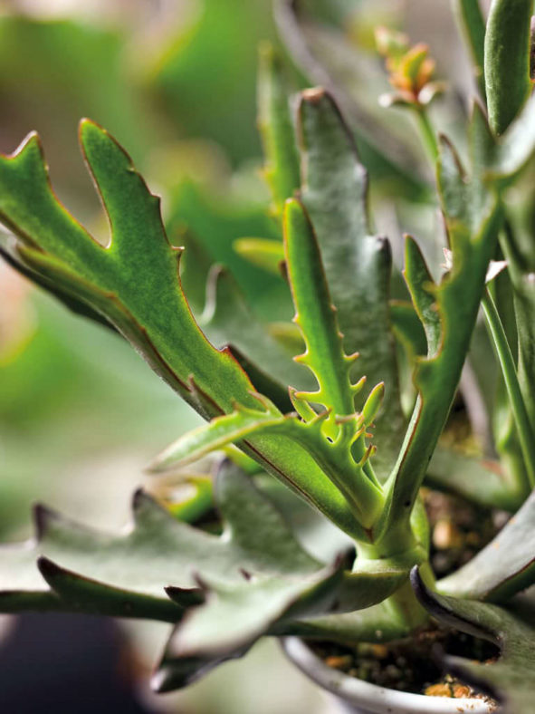 Kalanchoe 'Elk Antlers'