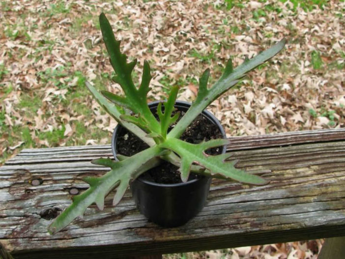 Kalanchoe 'Elk Antlers'