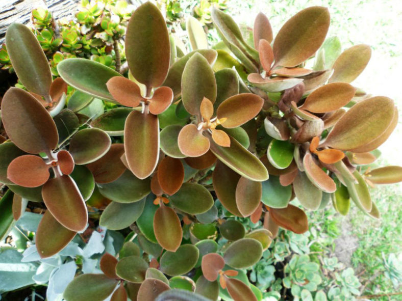 Kalanchoe orgyalis (Copper Spoons)