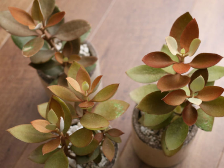 Kalanchoe orgyalis (Copper Spoons)