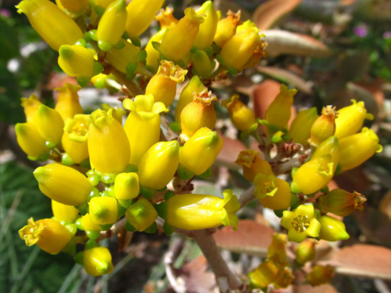 Kalanchoe orgyalis (Copper Spoons)