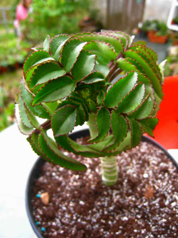 Kalanchoe prolifera (Blooming Boxes)