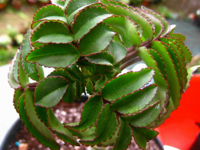 Kalanchoe prolifera (Blooming Boxes)