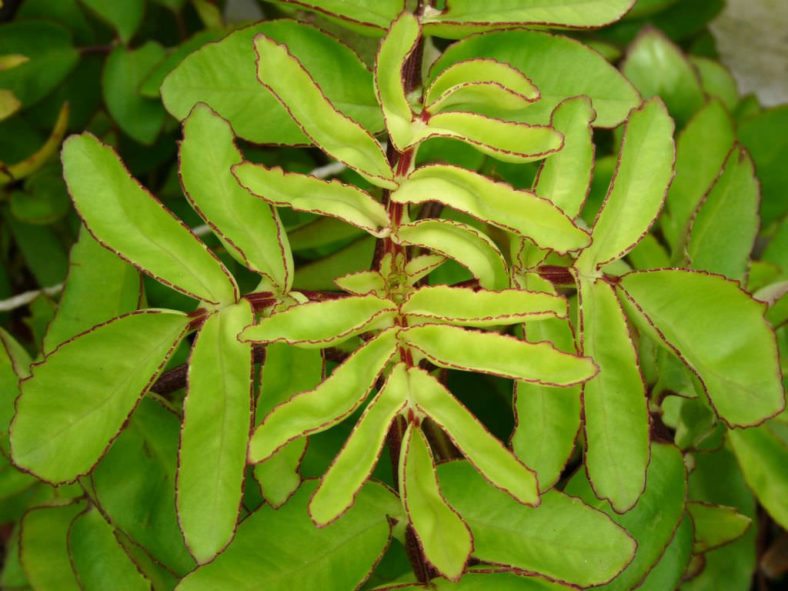 Kalanchoe prolifera (Blooming Boxes)