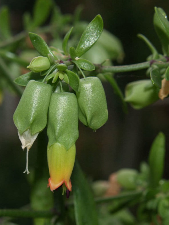 Kalanchoe prolifera (Blooming Boxes)