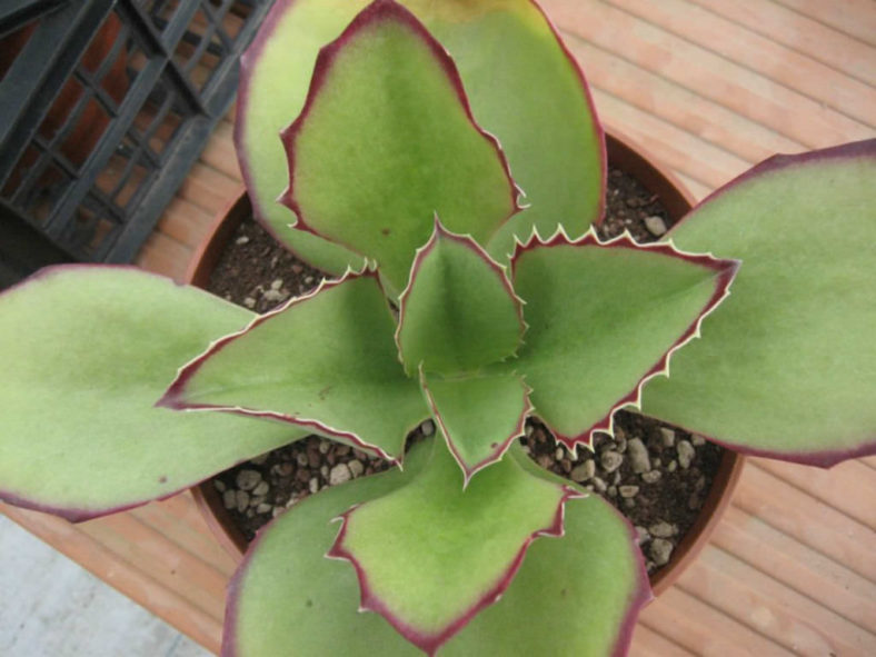 Kalanchoe synsepala (Walking Kalanchoe)