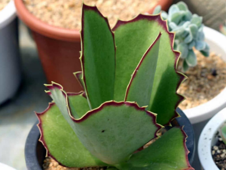 Kalanchoe synsepala (Walking Kalanchoe)