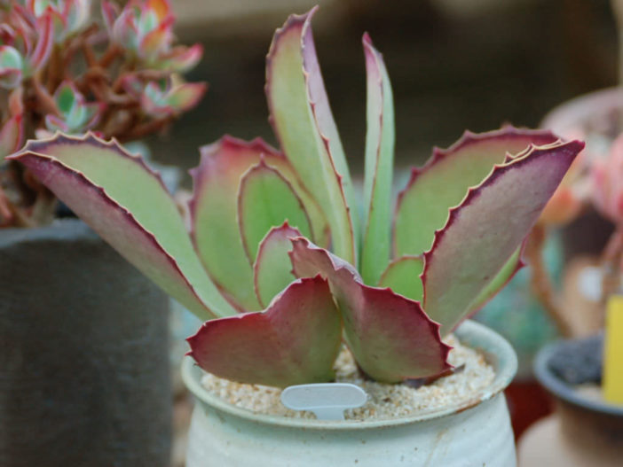 Kalanchoe synsepala Walking Kalanchoe3 702x527