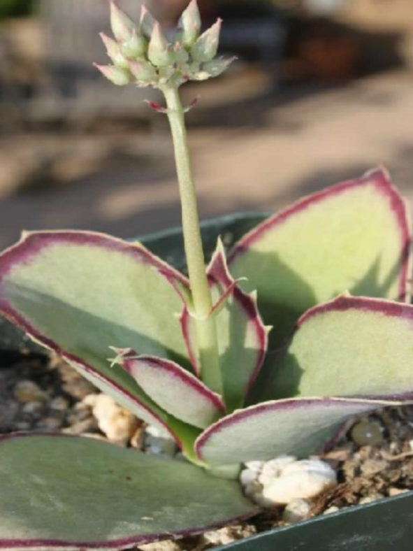 Kalanchoe synsepala (Walking Kalanchoe)