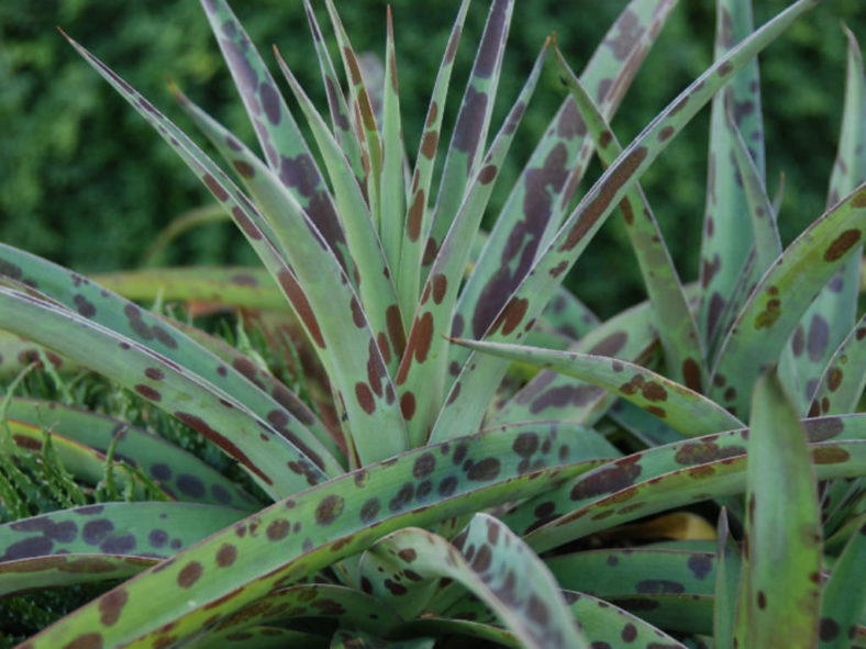 Manfreda maculosa (Texas Tuberose) aka Agave maculata