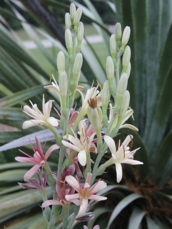 Manfreda maculosa (Texas Tuberose) aka Agave maculata