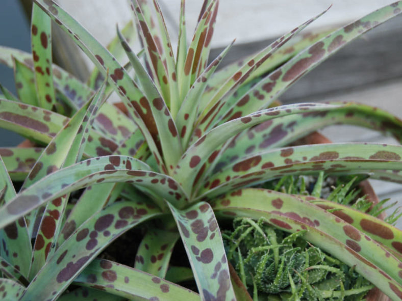 Manfreda maculosa (Texas Tuberose) aka Agave maculata