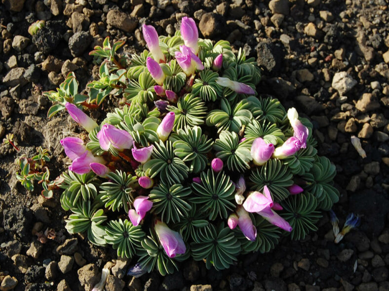 Oxalis adenophylla (Silver Shamrock)