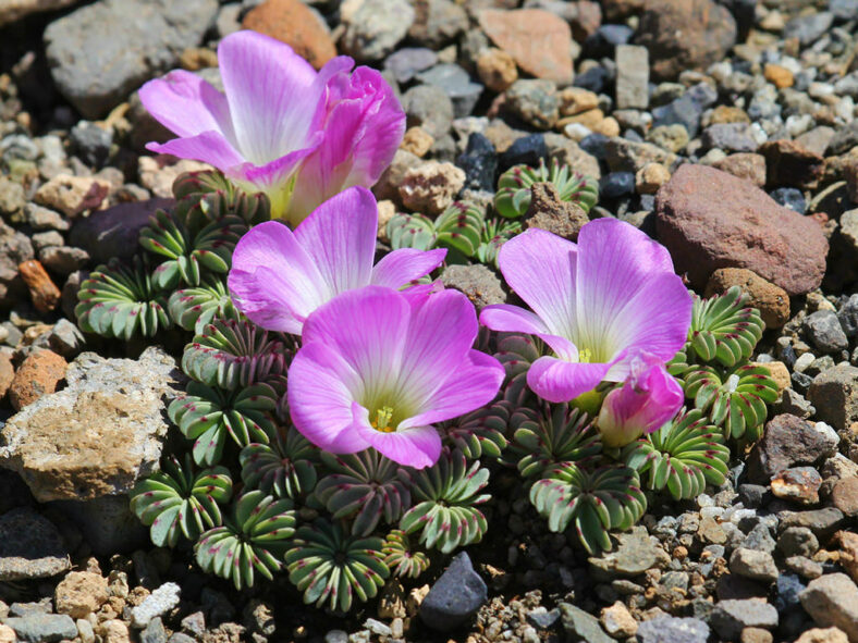 Oxalis adenophylla (Silver Shamrock)