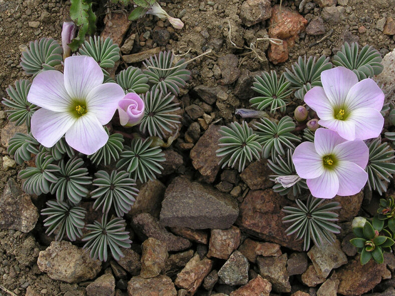 Oxalis adenophylla (Silver Shamrock)