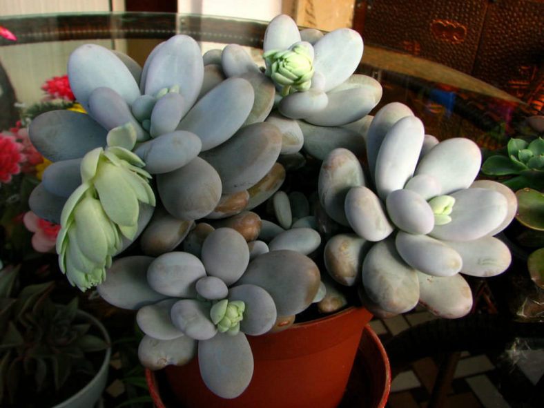 Pachyphytum oviferum (Moonstones)