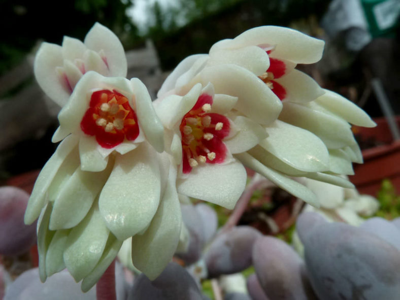 Pachyphytum oviferum (Moonstones)