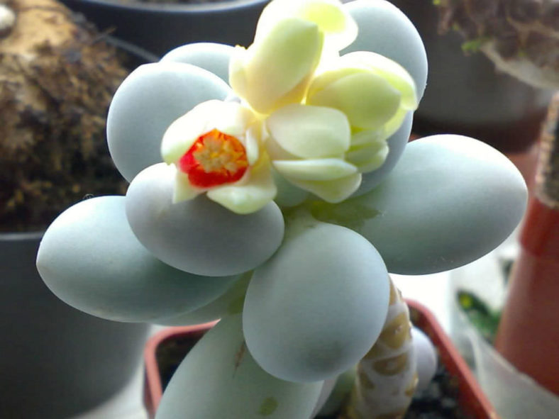 Pachyphytum oviferum (Moonstones)