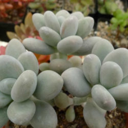 Pachyphytum oviferum (Moonstones) - World of Succulents