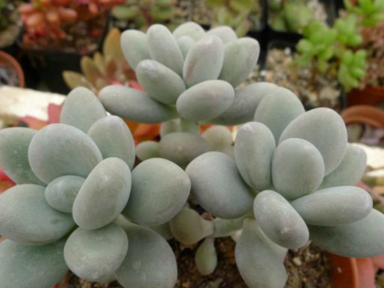 Pachyphytum oviferum (Moonstones)