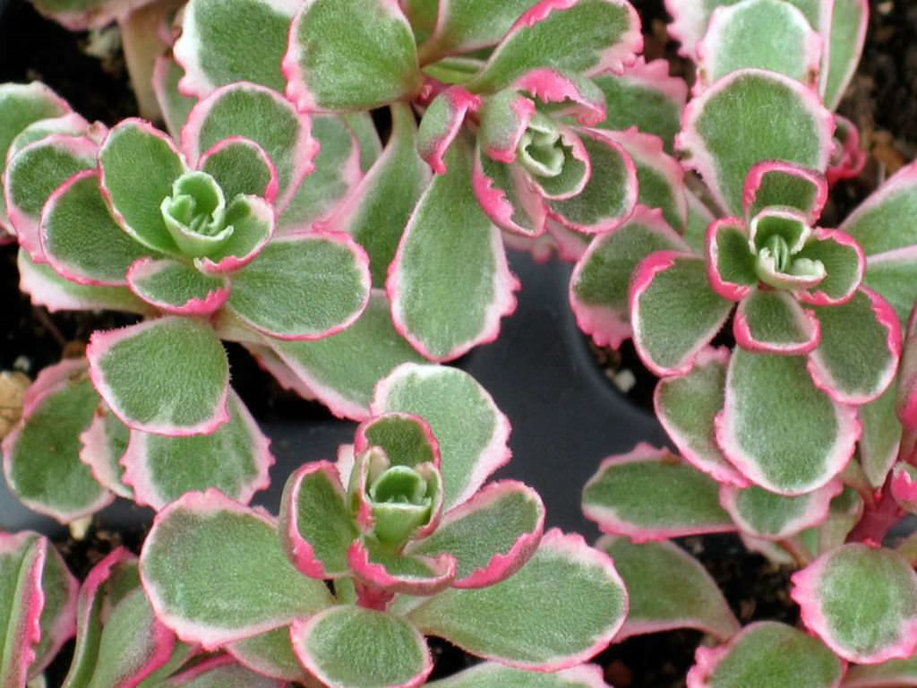 Phedimus spurius 'Tricolor' aka Sedum spurium 'Tricolor'