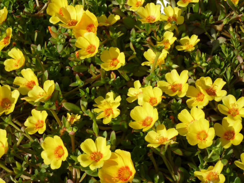 Portulaca umbraticola (Wingpod Purslane)