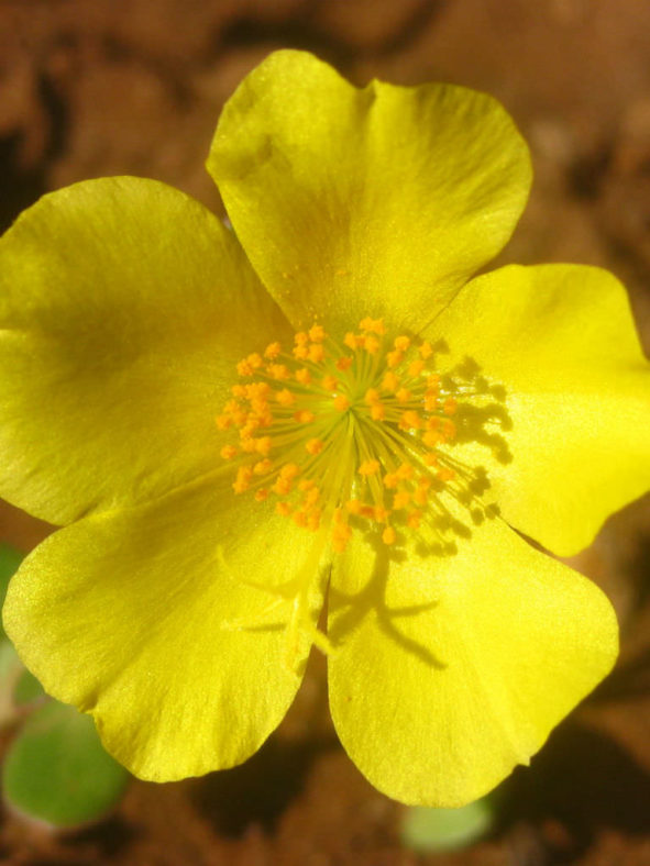 Portulaca umbraticola (Wingpod Purslane)