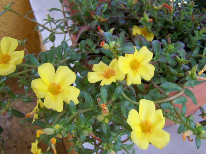 Portulaca umbraticola (Wingpod Purslane)