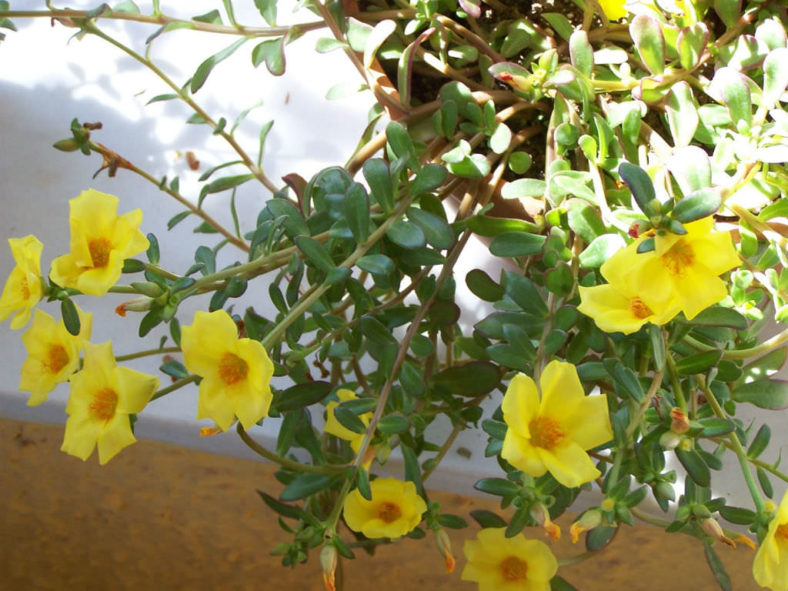 Portulaca umbraticola (Wingpod Purslane)