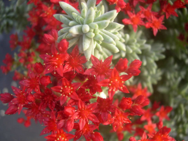 Sedum booleanum