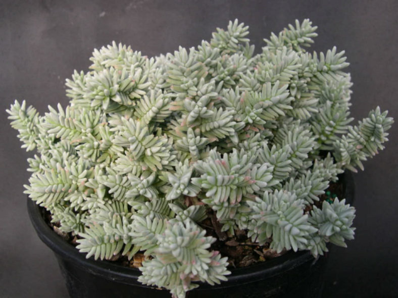 Sedum booleanum