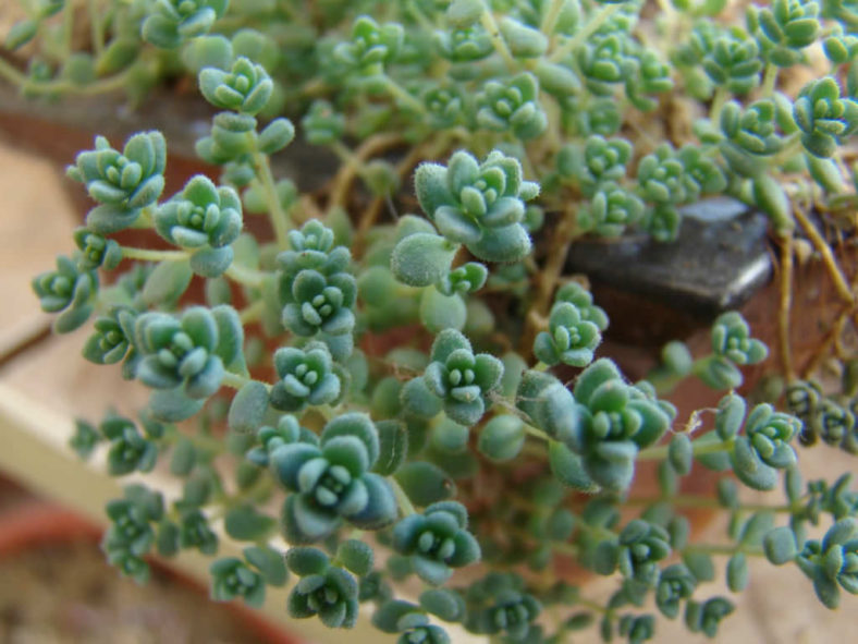 Sedum dasyphyllum (Corsican Stonecrop)