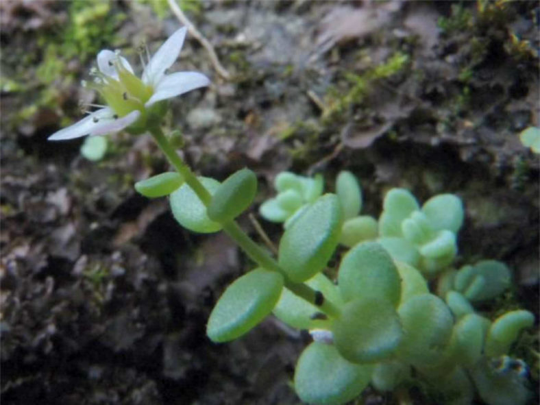 Sedum dasyphyllum (Corsican Stonecrop)