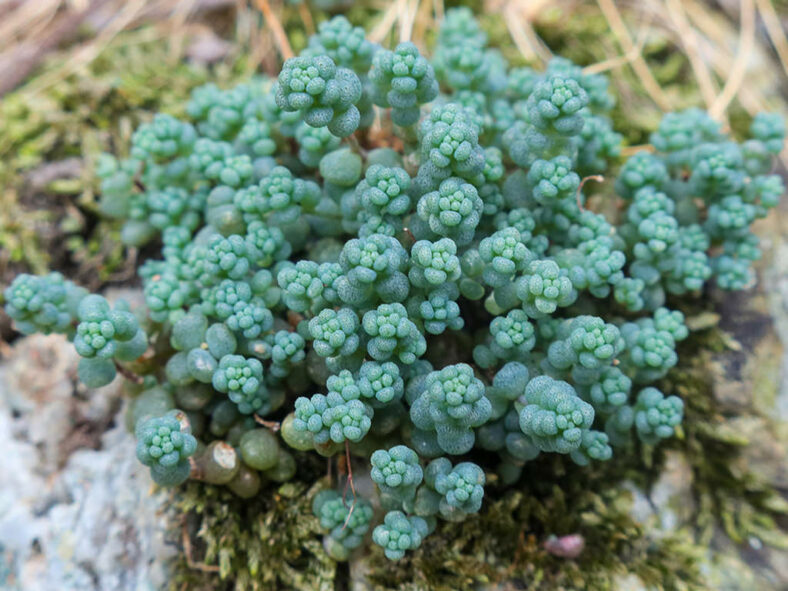 Sedum dasyphyllum (Corsican Stonecrop)