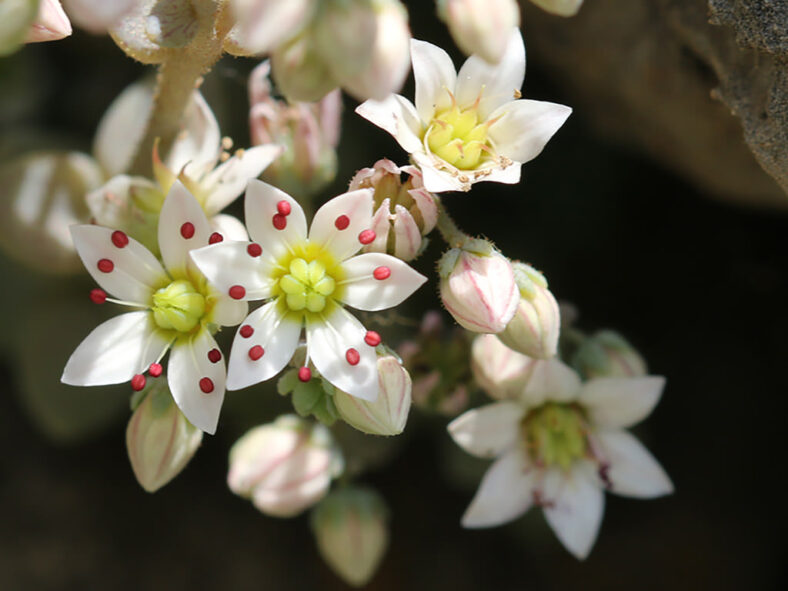 Sedum dasyphyllum (Corsican Stonecrop)